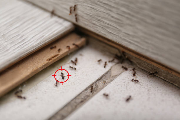 Reliable Underwood, IA Pest Control Solutions