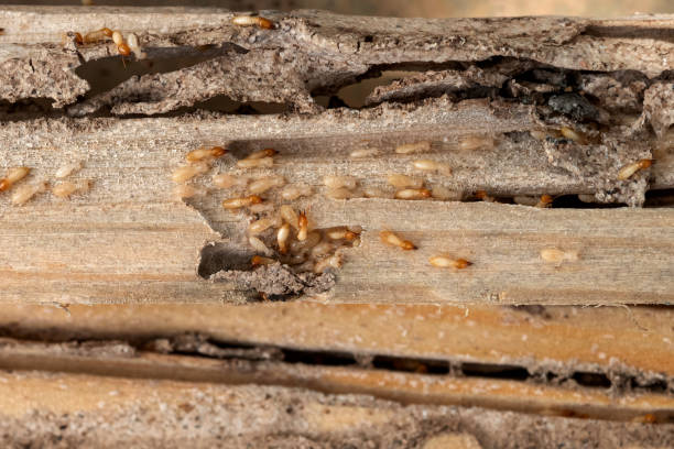 Best Emergency Pest Control  in Underwood, IA
