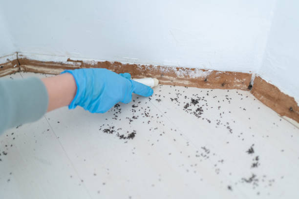 Best Ant Control Services  in Underwood, IA