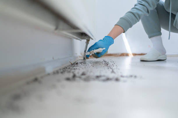 Best Wasp Removal Services  in Underwood, IA